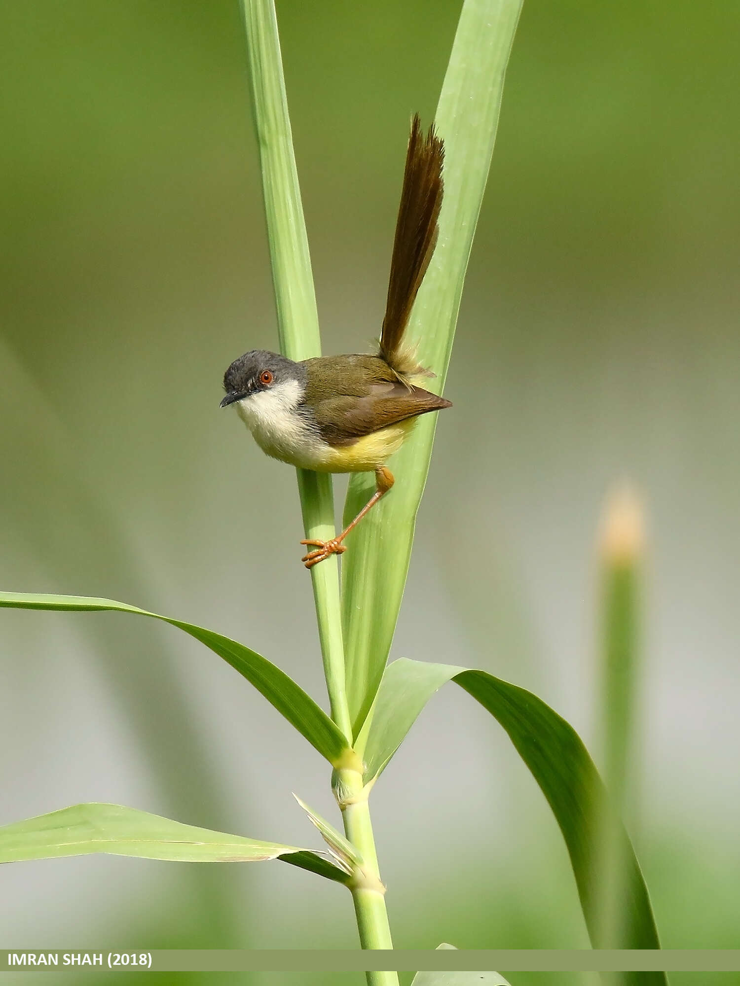 Imagem de Prinia flaviventris (Delessert 1840)