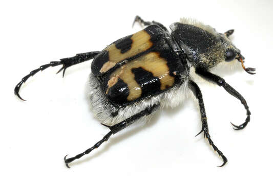 Image of Bee beetle