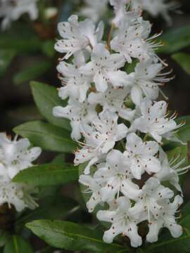 Image de Rhododendron hanceanum Hemsl.