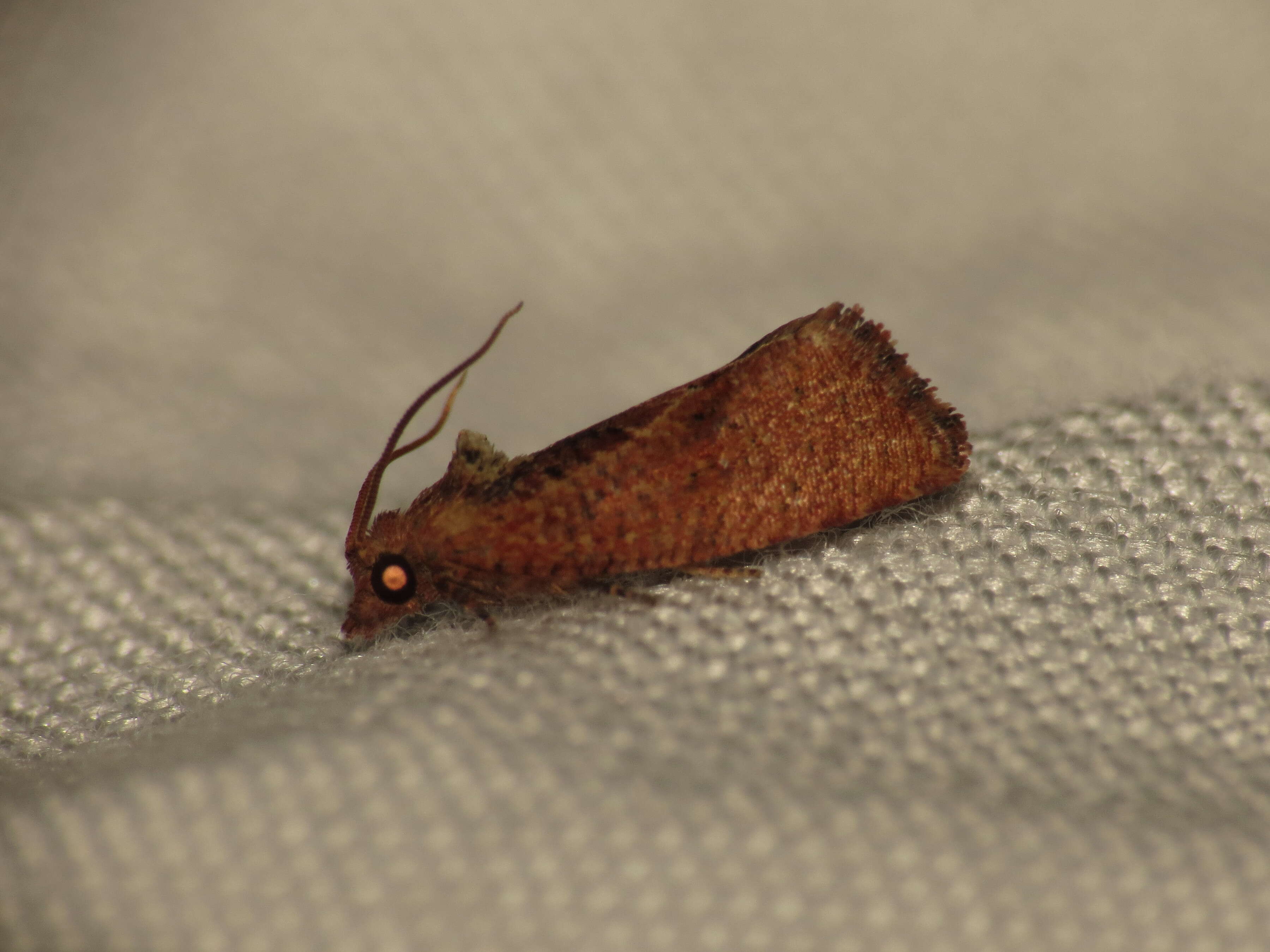 Image of Moth