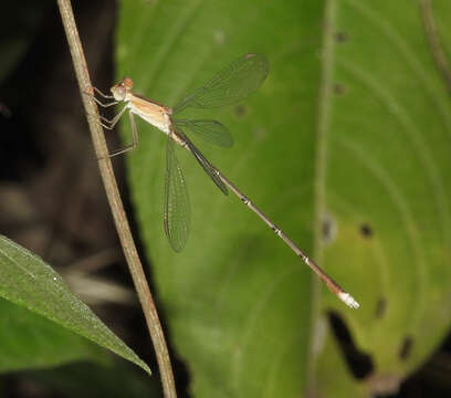 Image of Lestes viridulus Rambur 1842