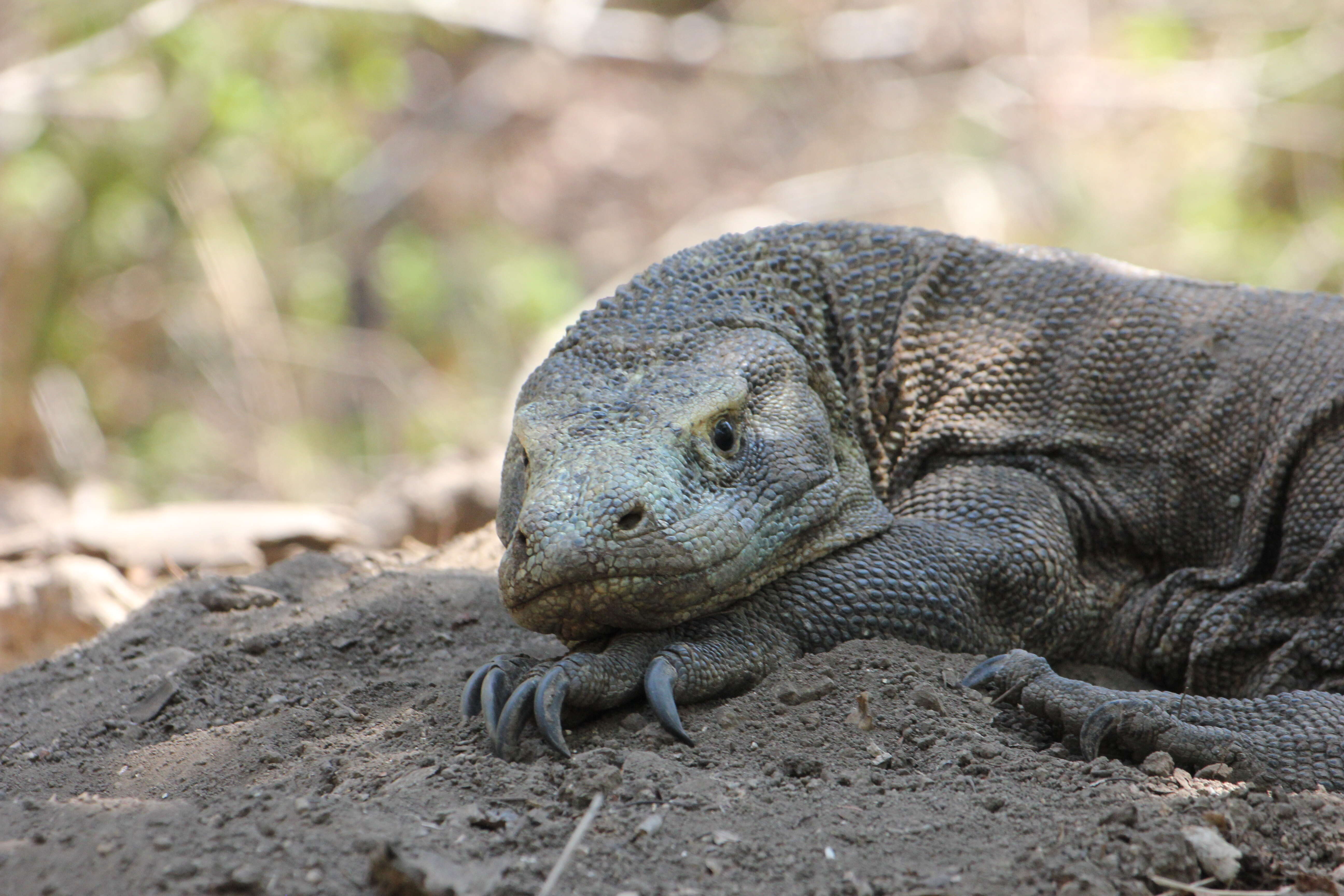 Image of Komodo Dragon