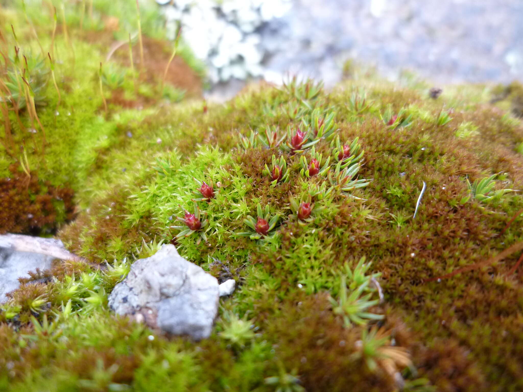 Image of Polytrichum moss