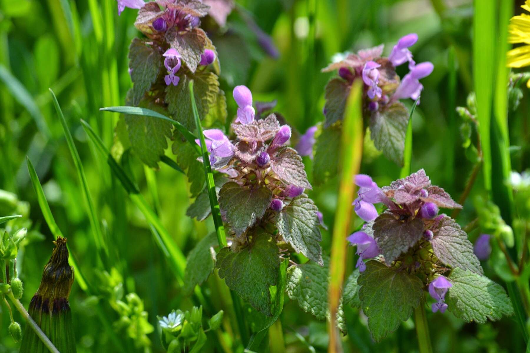 Image of purple archangel