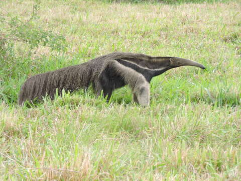 Image of Giant anteaters