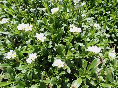 Image de Myosotis eximia Petrie