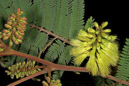 Image of plume albizia