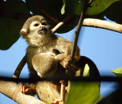 Image of Common Squirrel Monkey