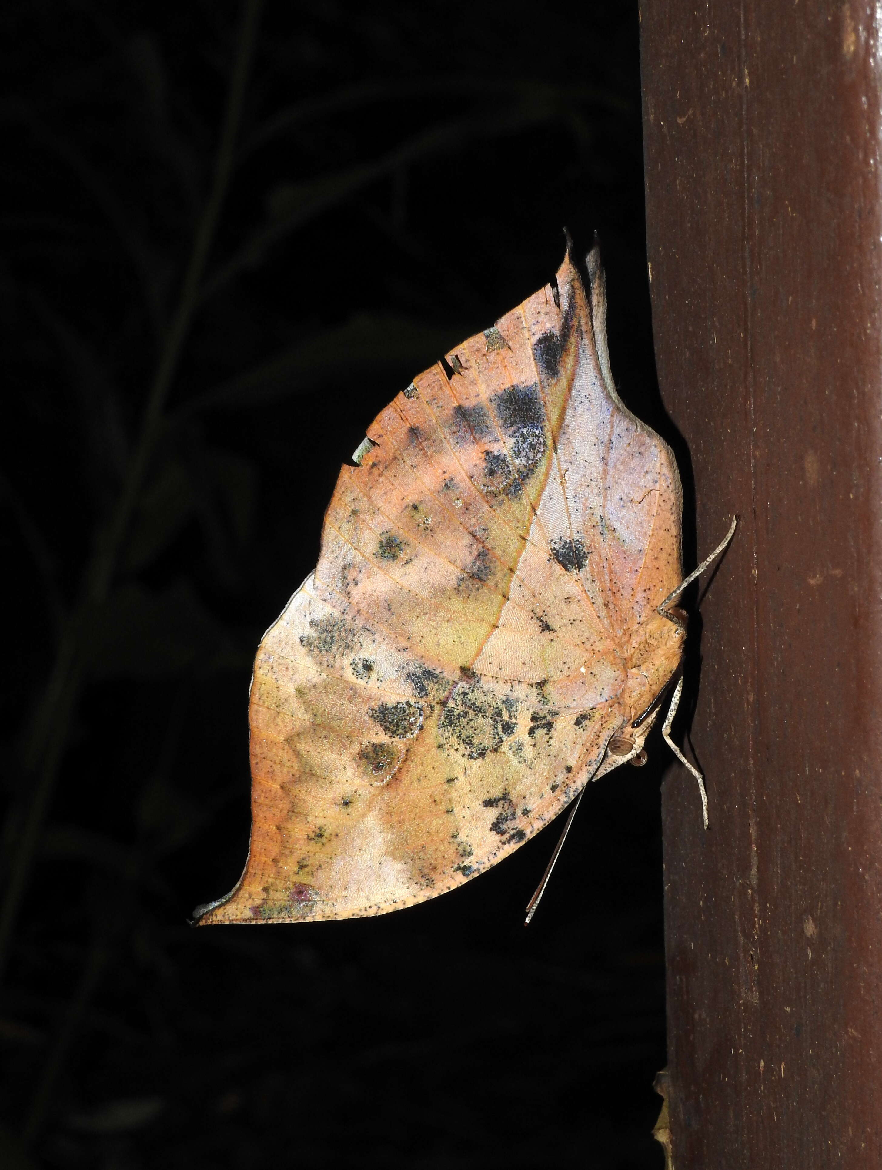 Image of Sahyadri blue oakleaf