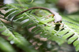 Image of Kuhne’s Grass Lizard