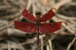 Image of Black Stream Glider