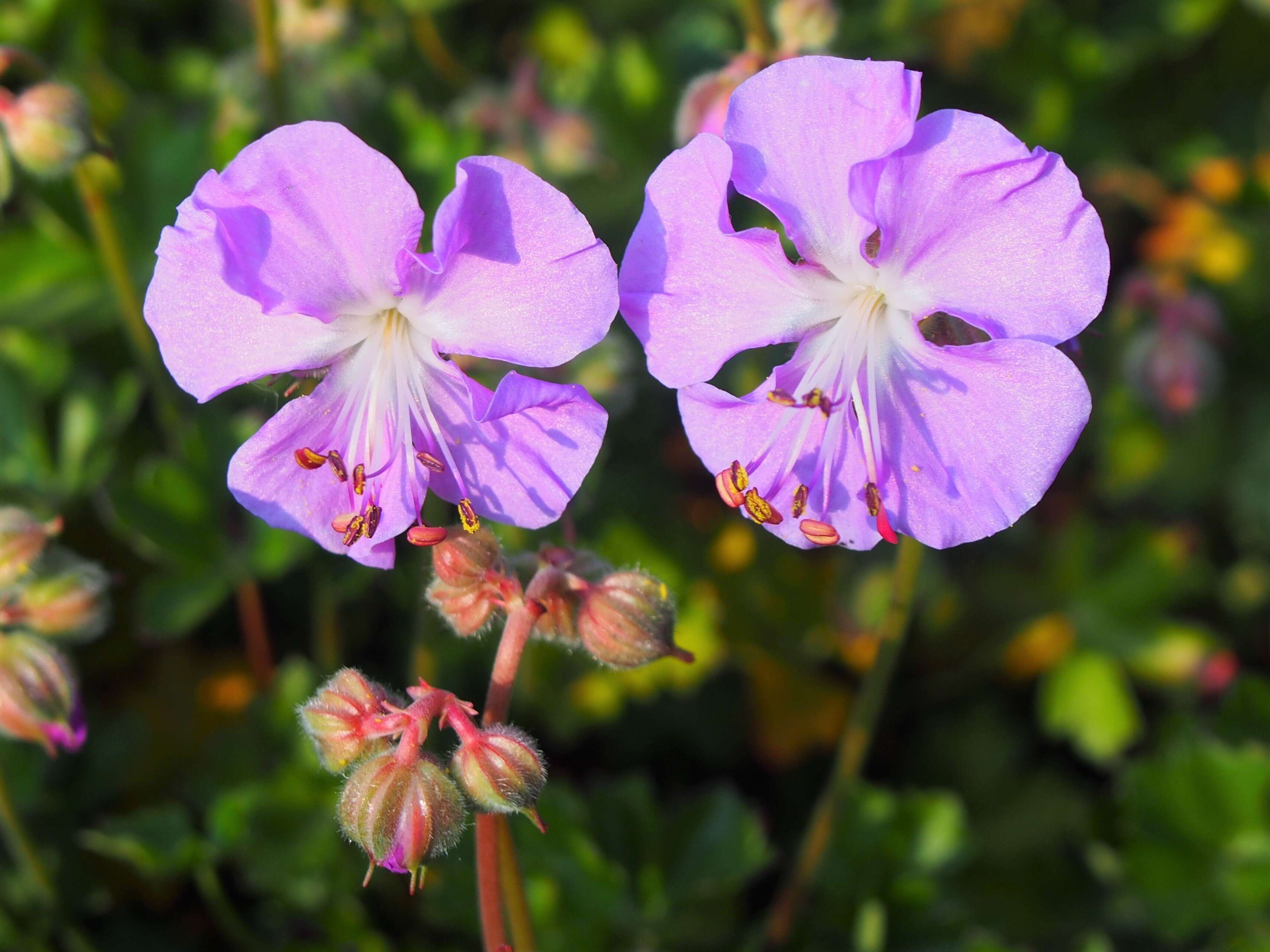 Image of Dalmatian Cranesbill