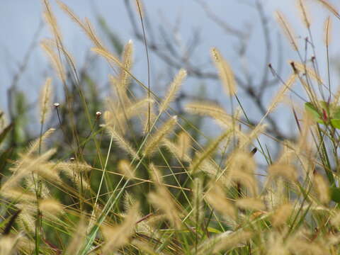 Image of Knotroot Foxtail