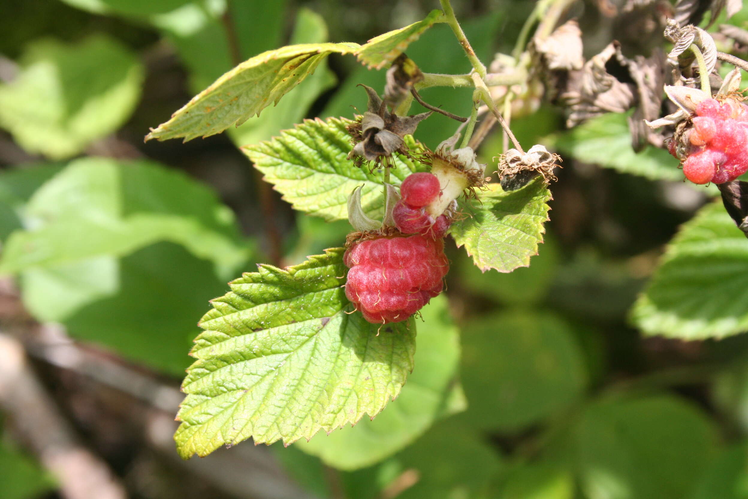 Image of Raspberry