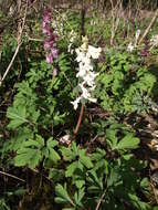 Слика од Corydalis cava (L.) Schweigger & Koerte