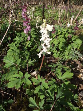 Слика од Corydalis cava (L.) Schweigger & Koerte