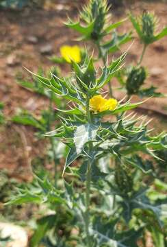 Image of Mexican pricklypoppy