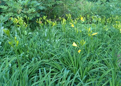 Image of lemon day-lily