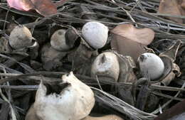 Image of Geastrum saccatum