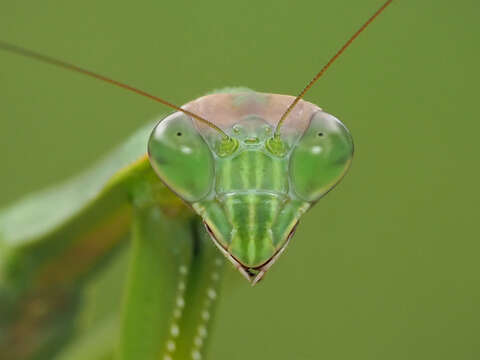 Image of Chinese mantis