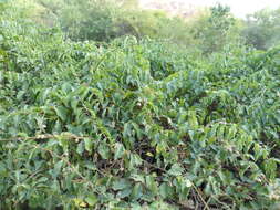 Image of Palay rubbervine