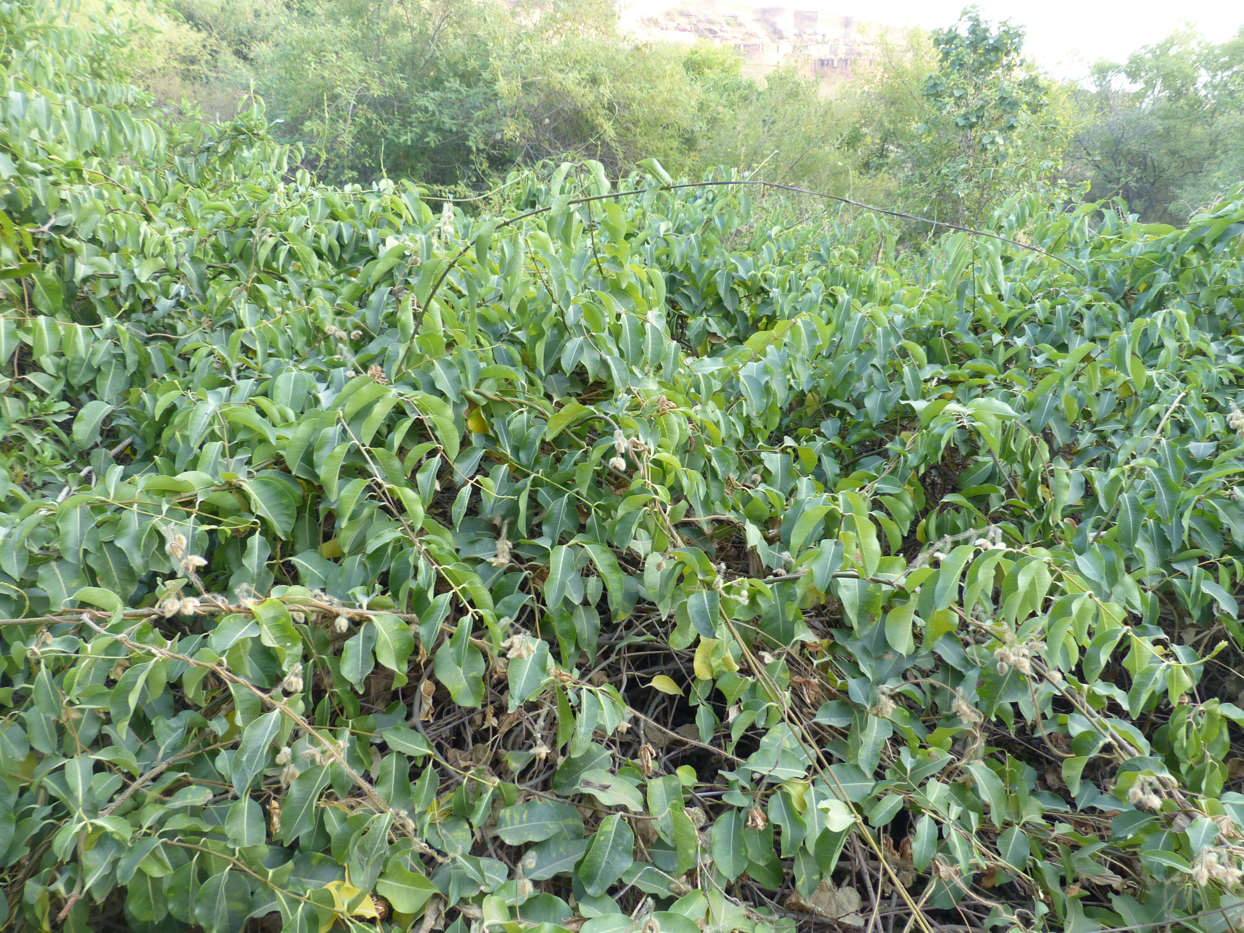 Image of Palay rubbervine