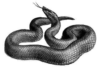 Image of Günther's black snake