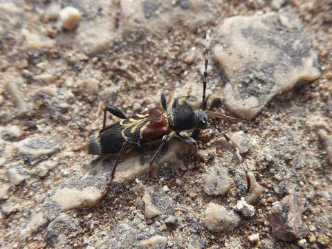 Image of grey-coated longhorn beetle