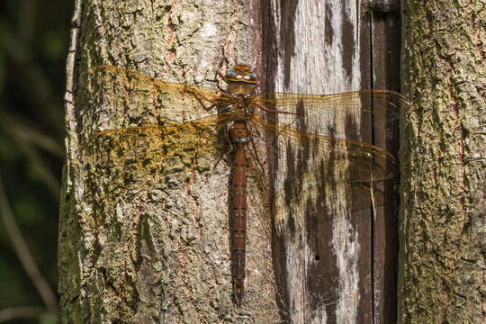 Image of Brown Hawker