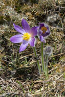 Image of Greater Pasque Flower