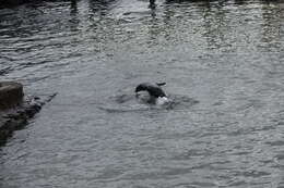 Image of Galapagos Sea Lion