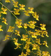 Image of mule-ear orchid