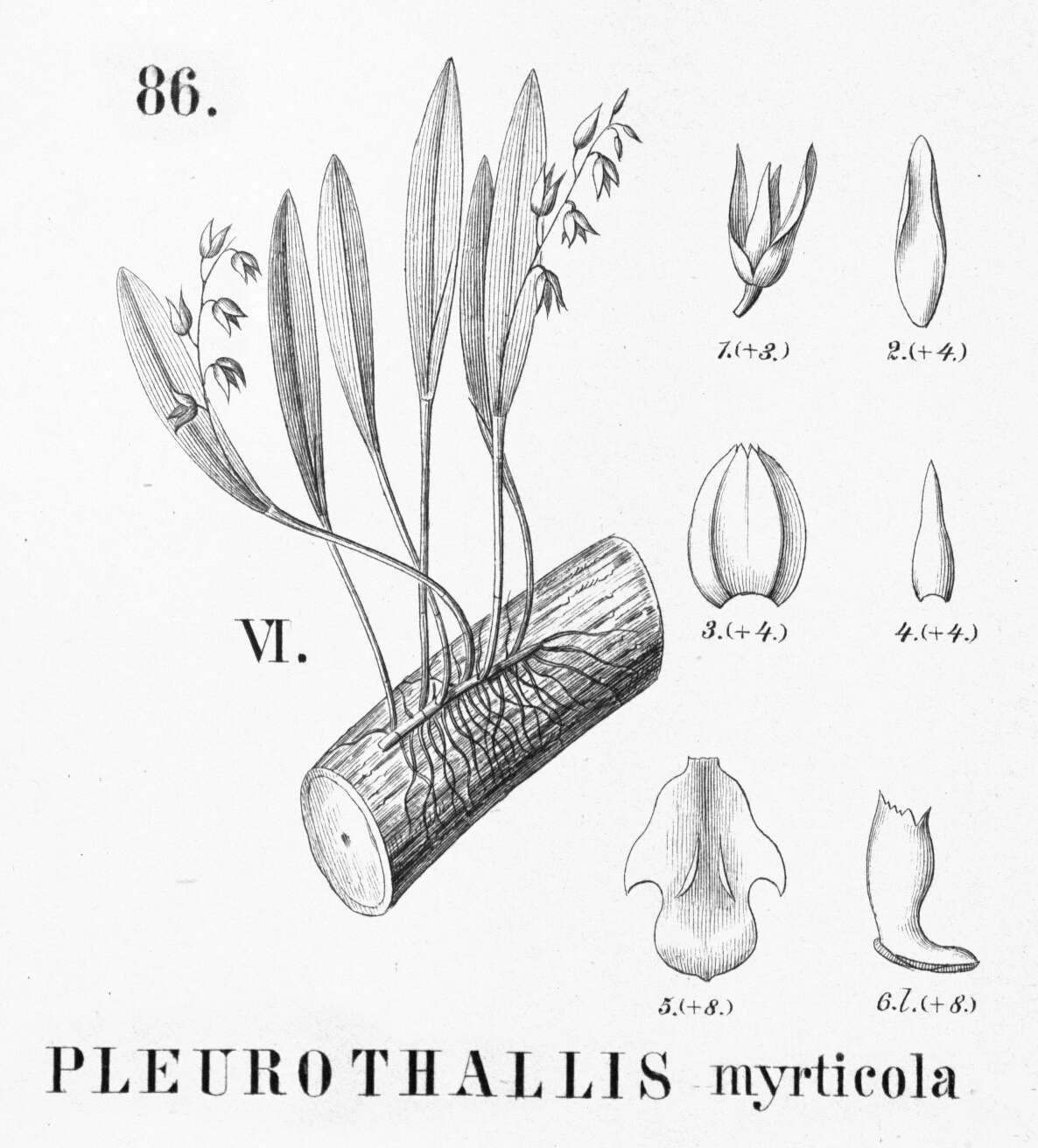 Image of Acianthera myrticola (Barb. Rodr.) F. Barros & L. R. S. Guim.