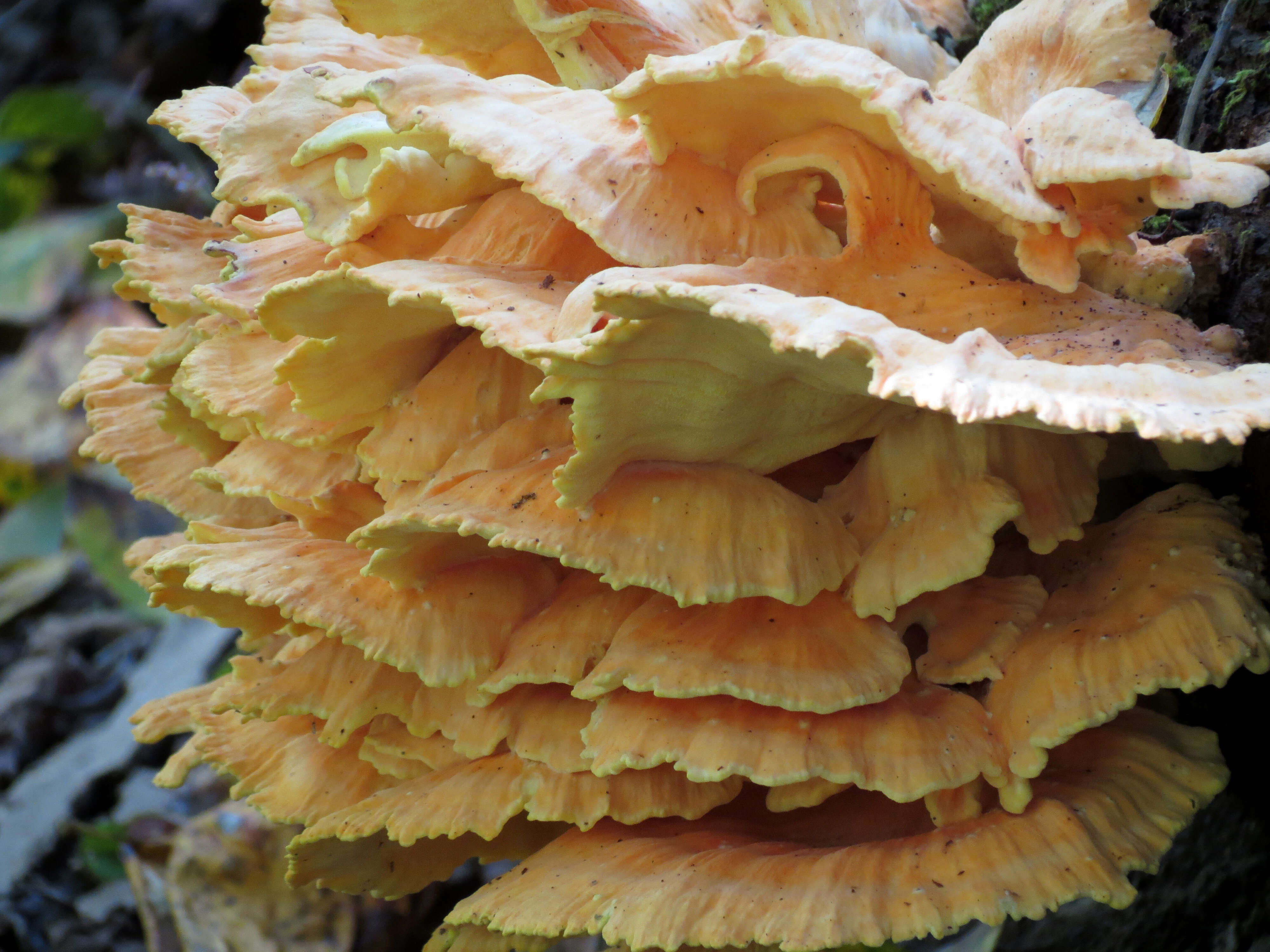 Image of Laetiporus