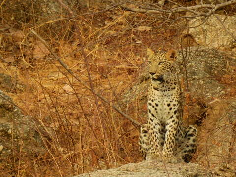 Image of Indian leopard