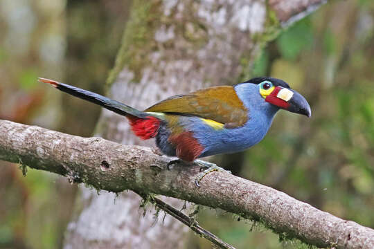 Image of Plate-billed Mountain Toucan