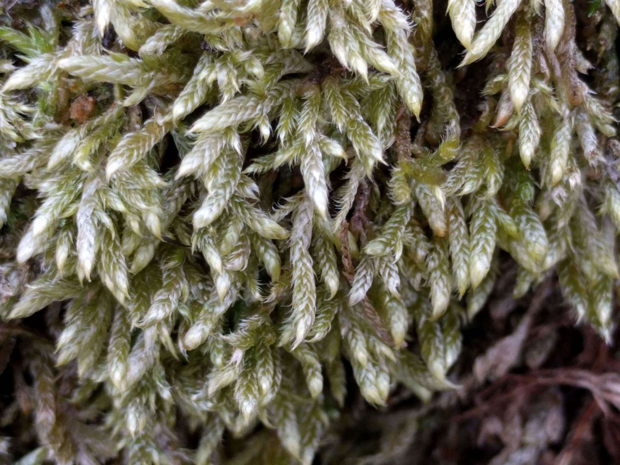 Image of hypnum moss