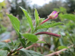 Слика од Epilobium hirsutum L.