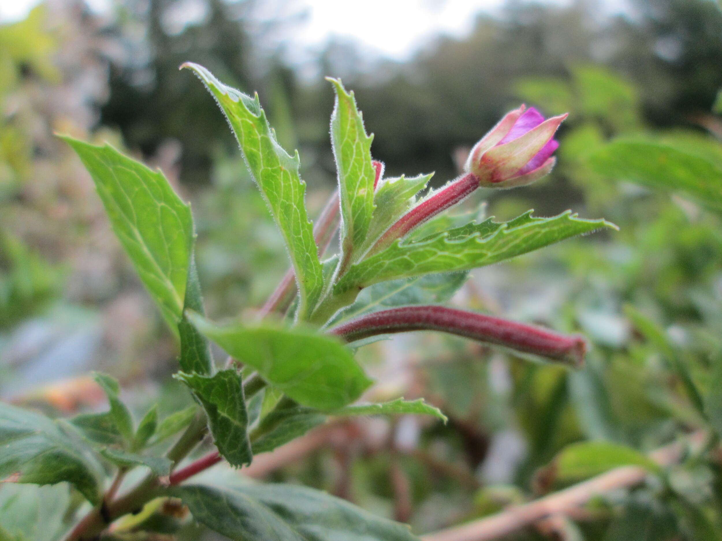 Слика од Epilobium hirsutum L.