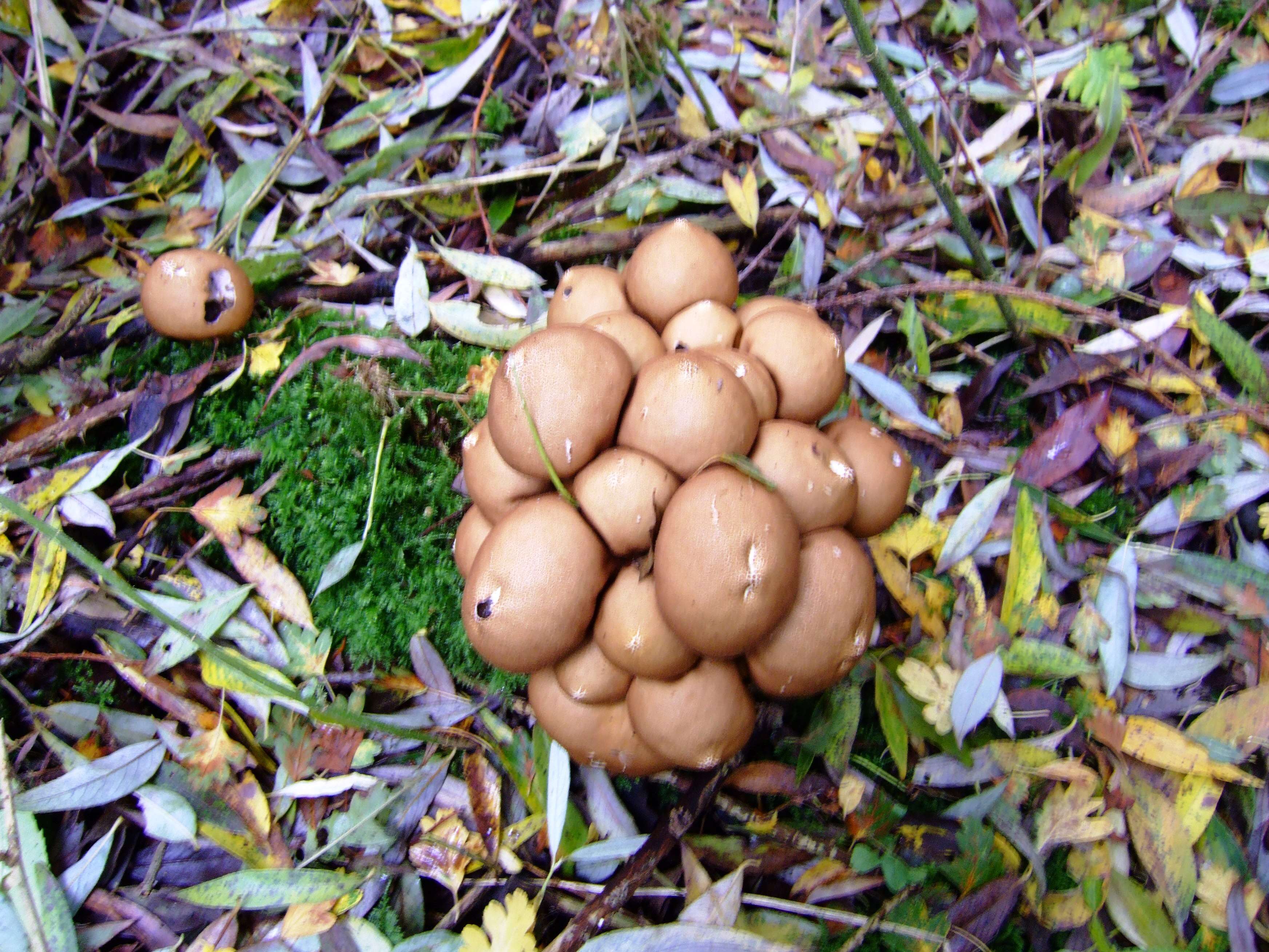 Image de Vesse de loup en poire