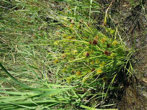 Image of Bohemian Sedge