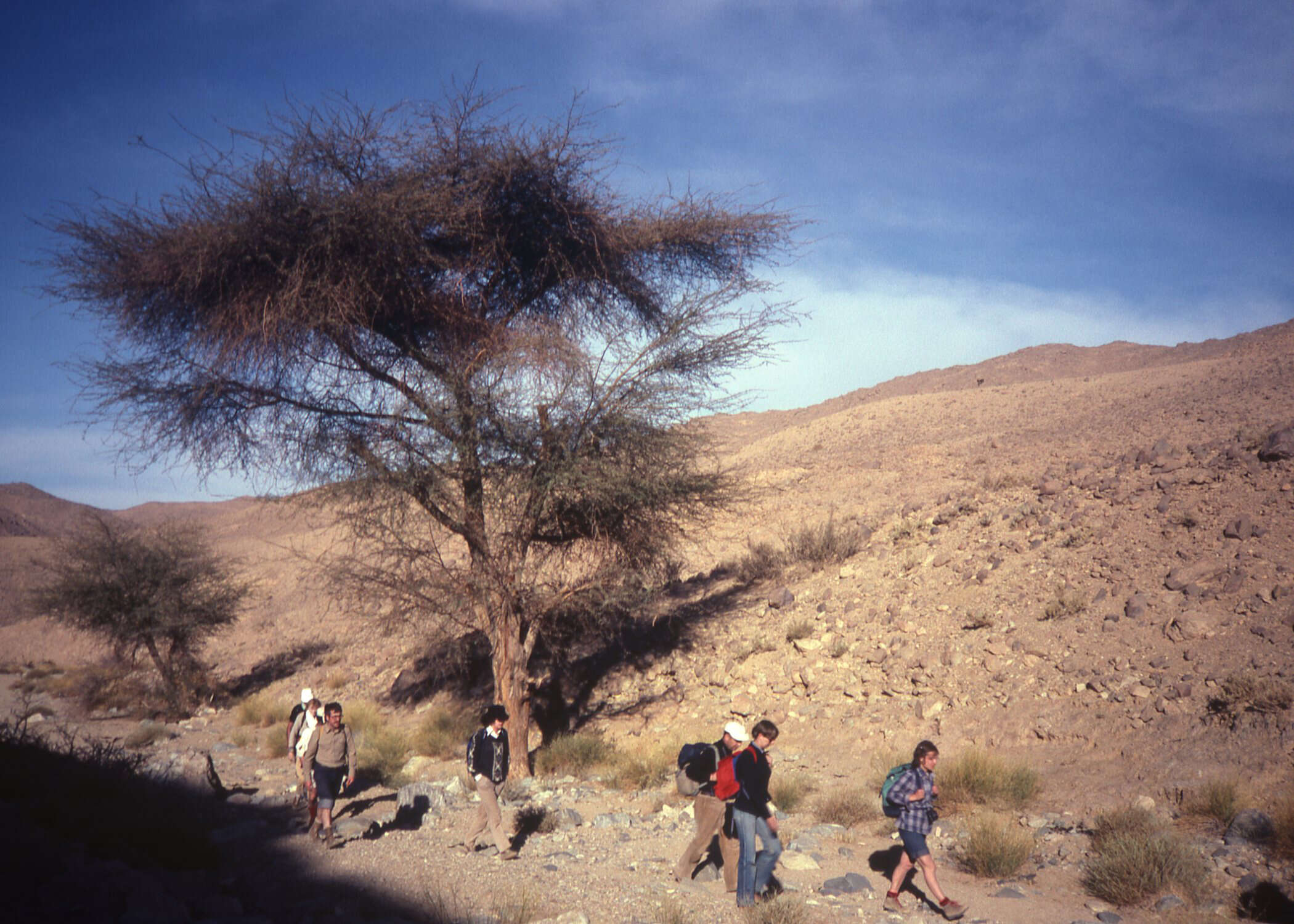 Imagem de Vachellia tortilis (Forssk.) Galasso & Banfi