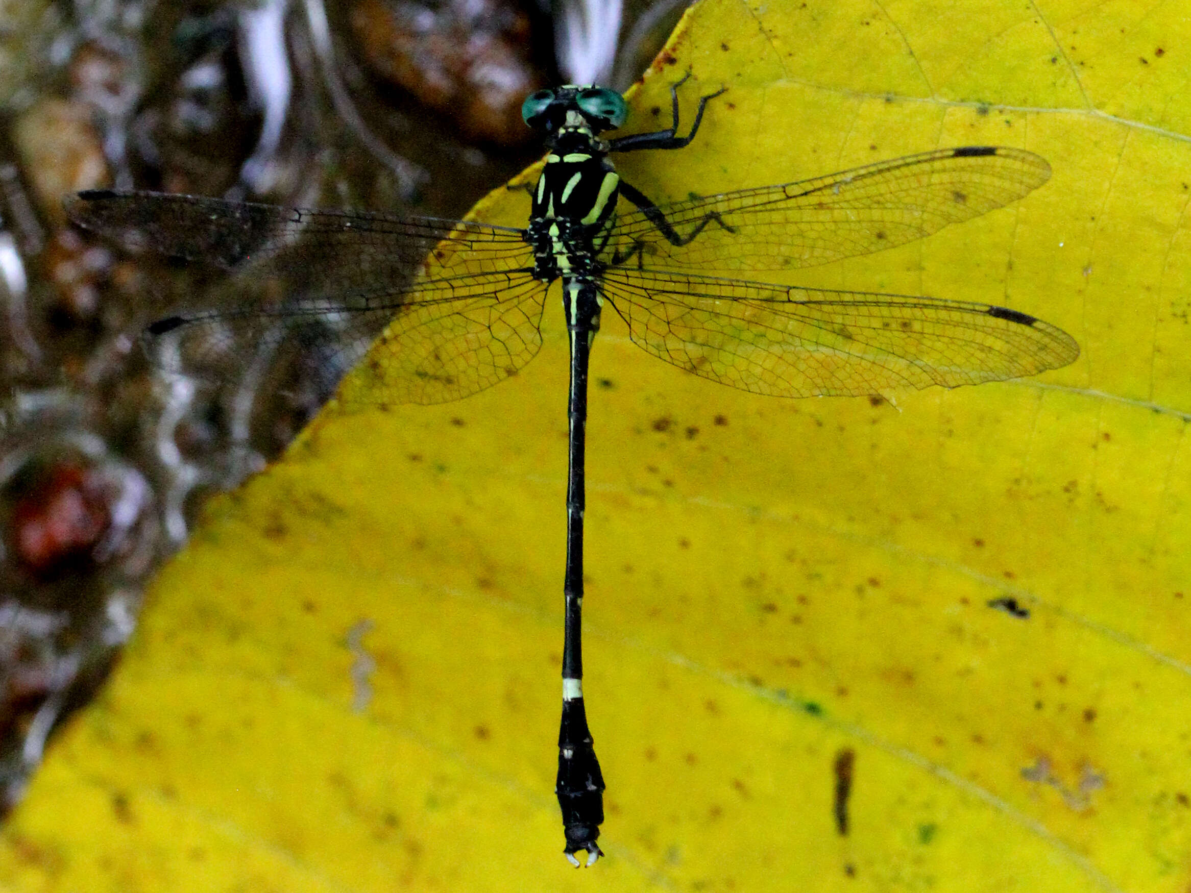 Image of Heliogomphus promelas (Selys 1873)