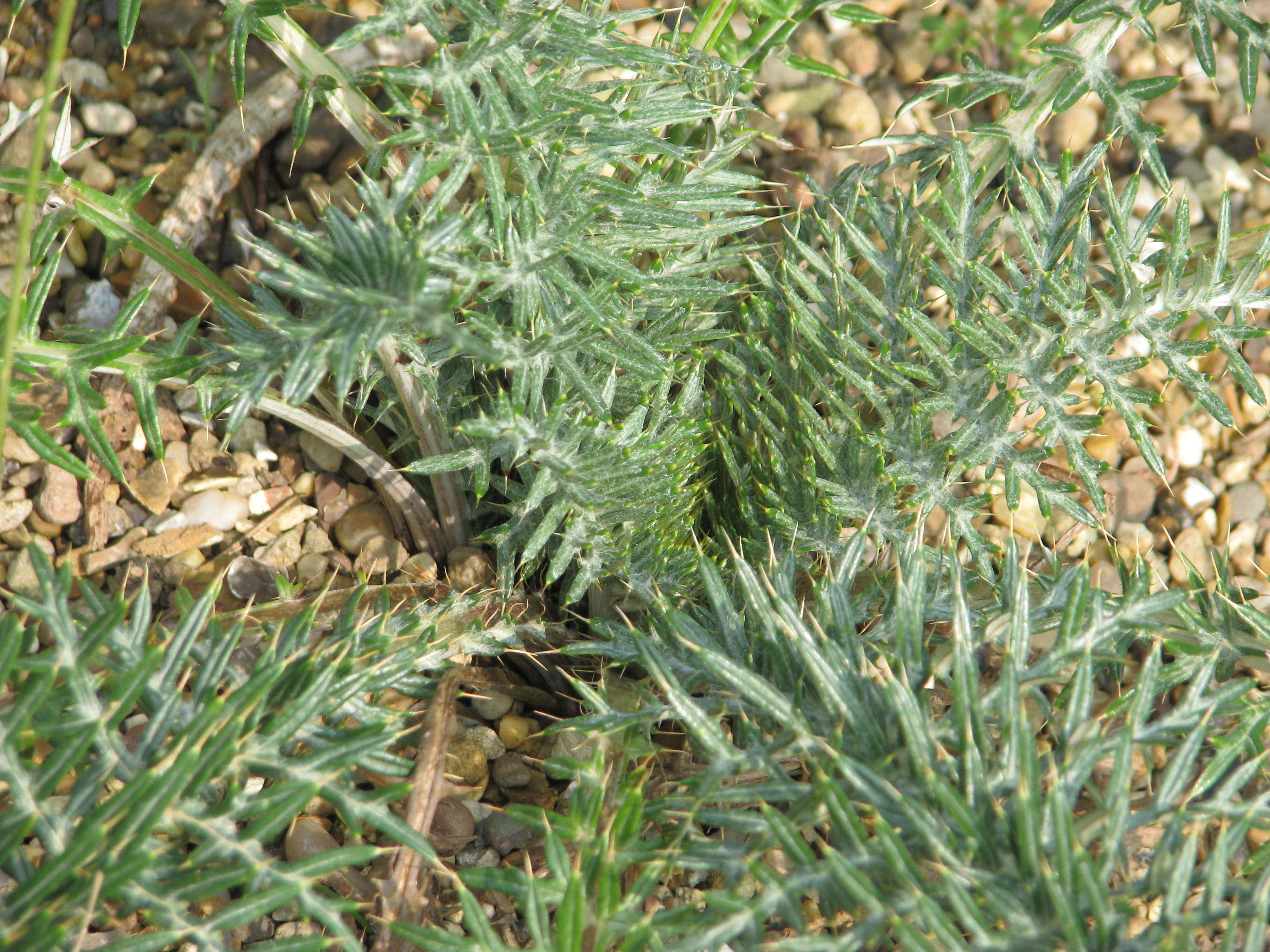 Image of Cynara humilis L.