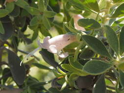 Imagem de Eremophila forrestii F. Muell.