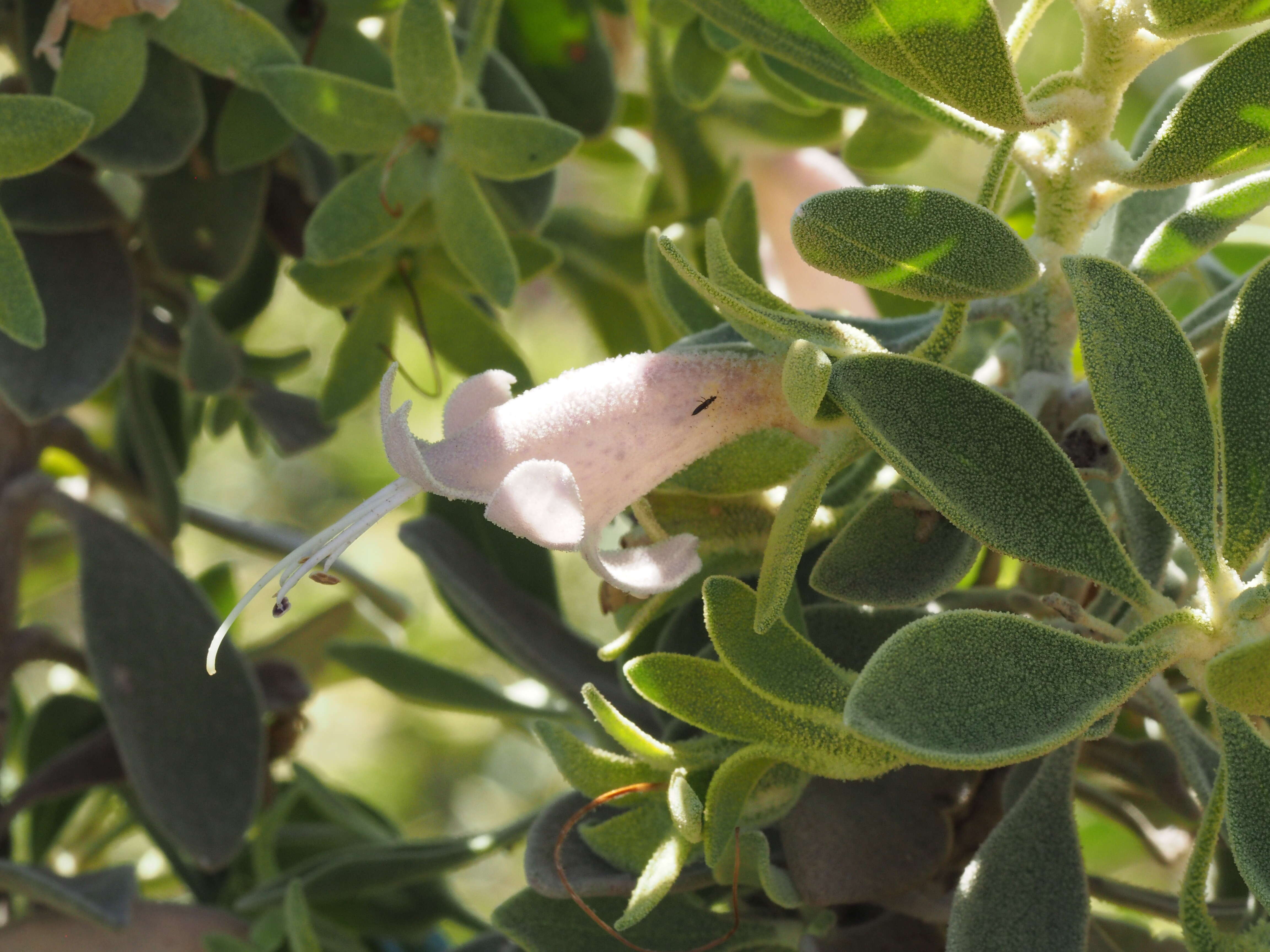 Imagem de Eremophila forrestii F. Muell.