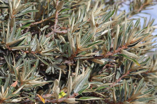 Image of Sea-buckthorn