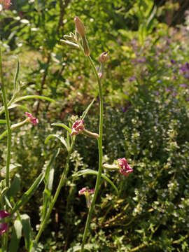 Image of night scented stock