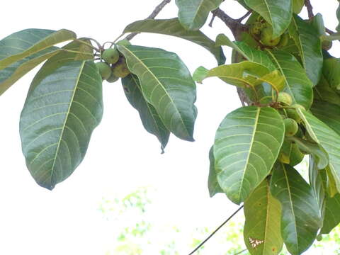 Image of Ficus callosa Willd.