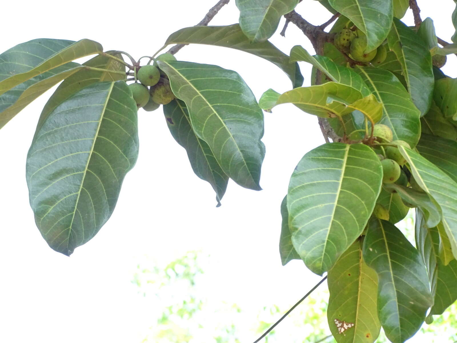 Image of Ficus callosa Willd.